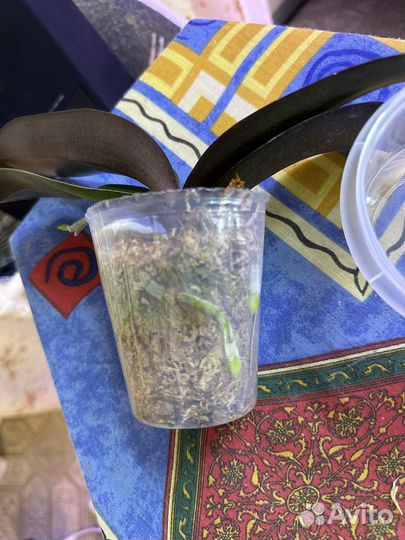 Орхидея фаленопсис