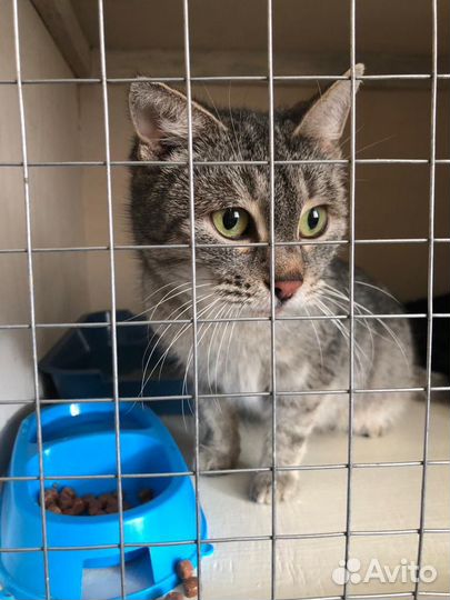 Кошечка ищет дом