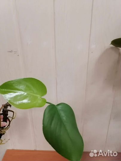 Монстера. Черенок