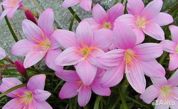 Зефирантес Выскочка Жёлтый