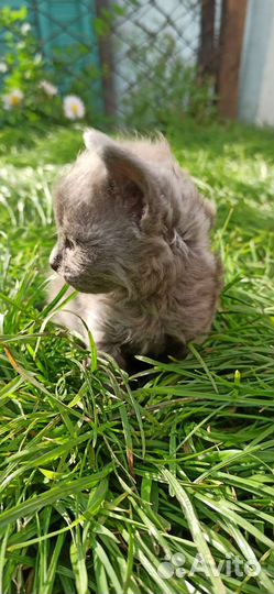 Котята в добрые руки бесплатно