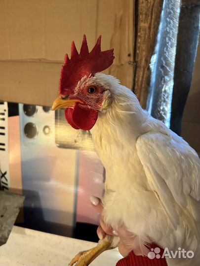 Петух ухейилюй