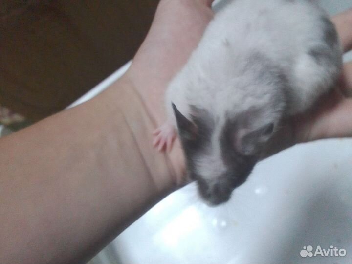 Сирийские хомячки