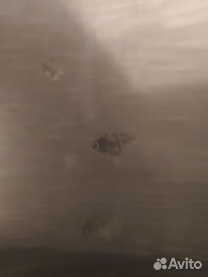 Украшение для аквариума