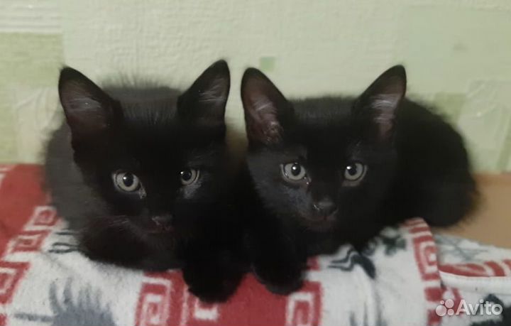 Котенок мальчик