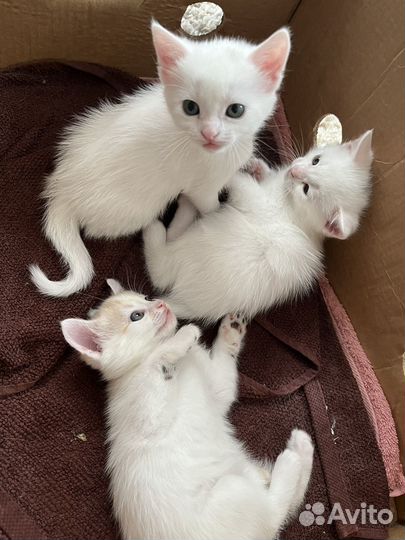 Отдаю котят в добрые руки