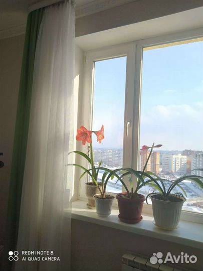 Гиппиаструм среднего размера