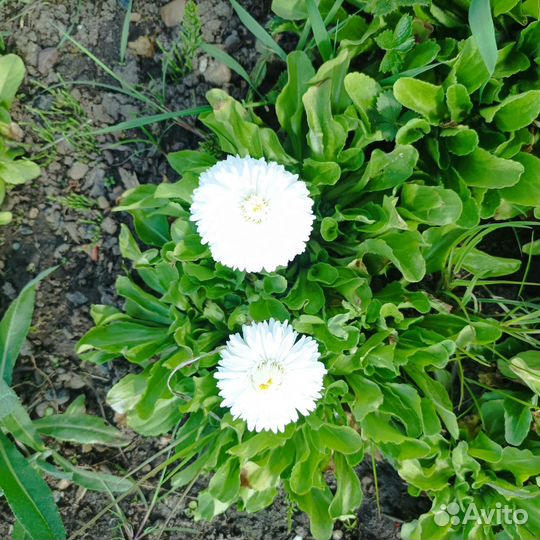 Маргаритки