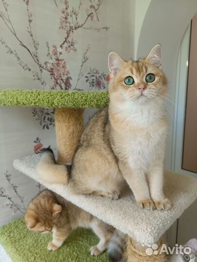 Золотой котик