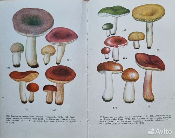 Васильева. Съедобные грибы Дальнего Востока. 1971