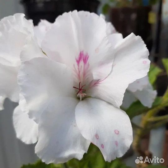 Пеларгония герань королевская