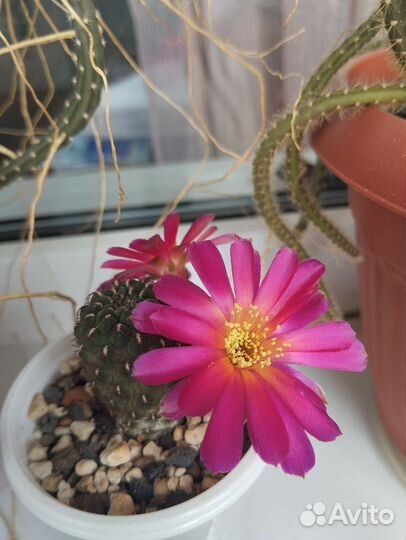 Продам кактус Sulcorebutia pulchra v. albiareolata