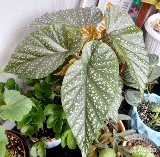 Бегония традесканция кротон эписция колеус