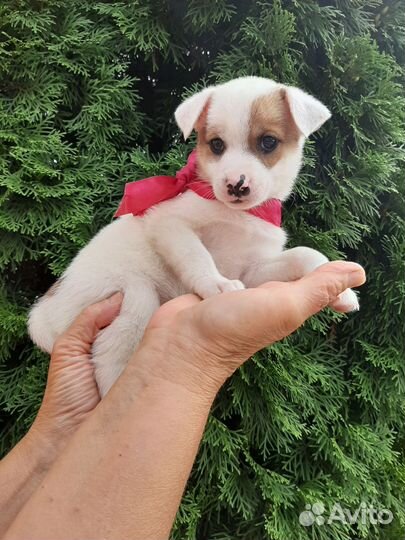 Собака в добрые руки щенок