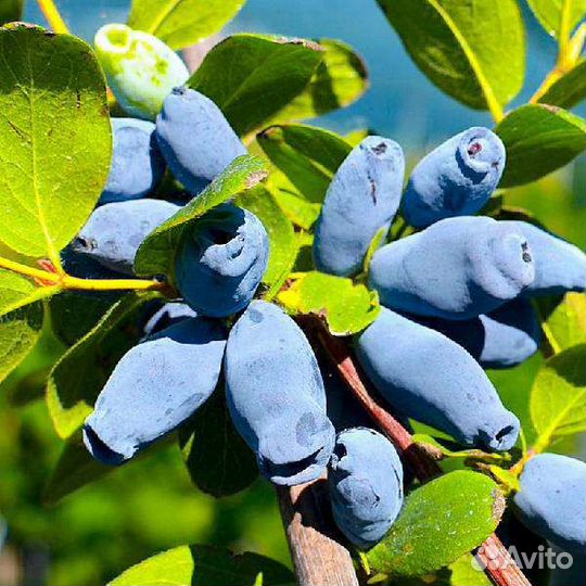 Саженцы жимолости