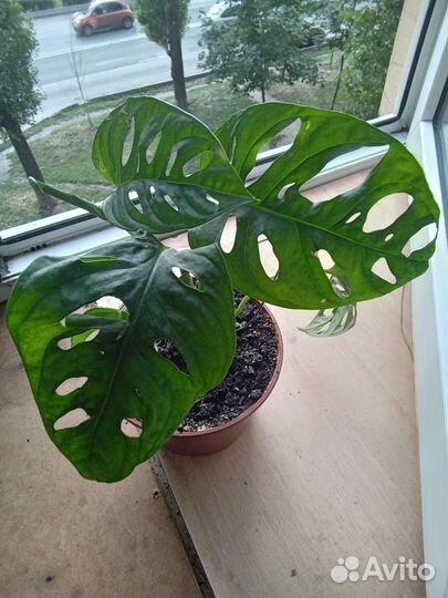 Монстера монки