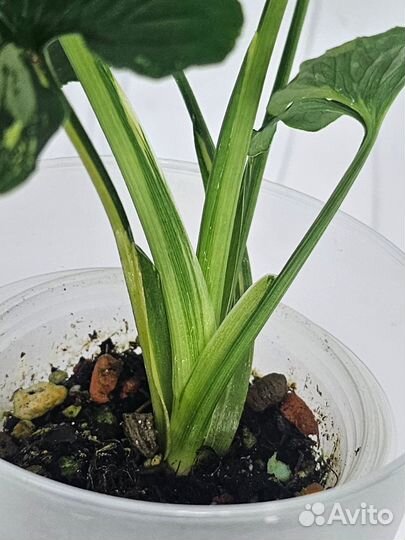 Сингониум Яичница (Syngonium Scrambled Eggs)