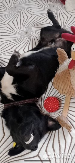 Собака в добрые руки отдам бесплатно