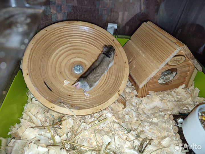 Китайский хомяк