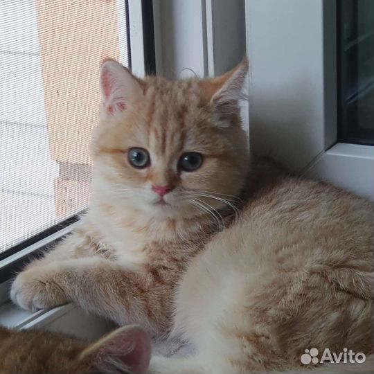 Британская золотая шоколадная шиншилла