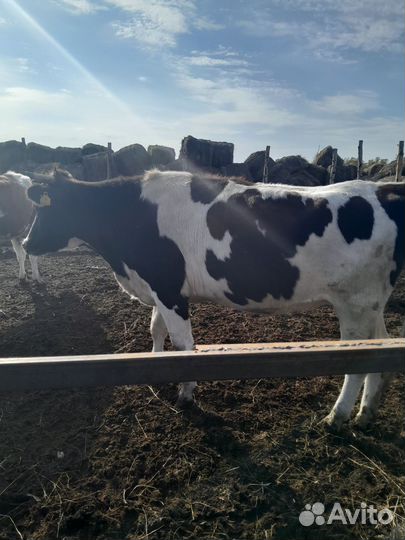 Продаю стальные тёлки