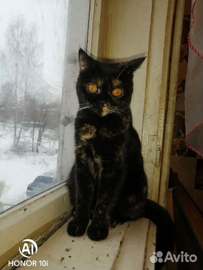 Малышки Шотландские