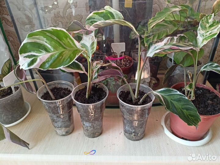 Калатея white fusion