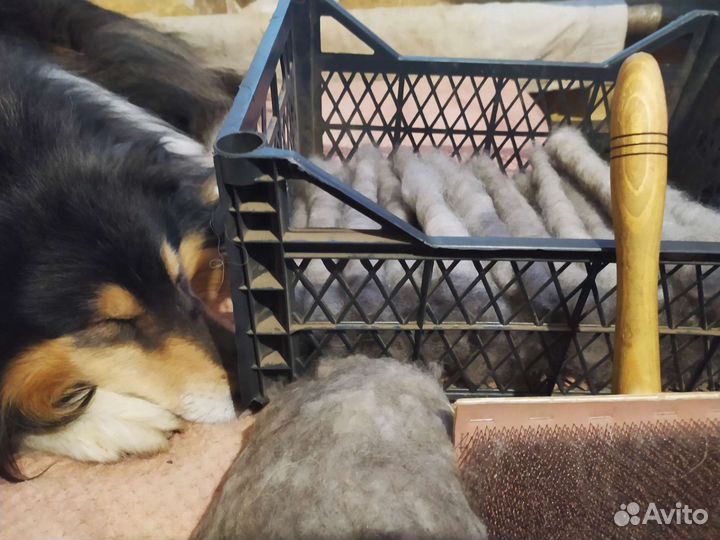 Прядение собачьей шерсти