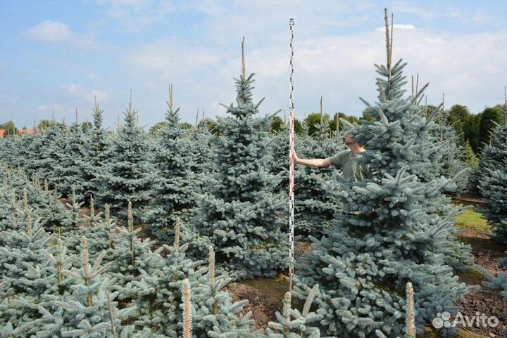 Голубая ель