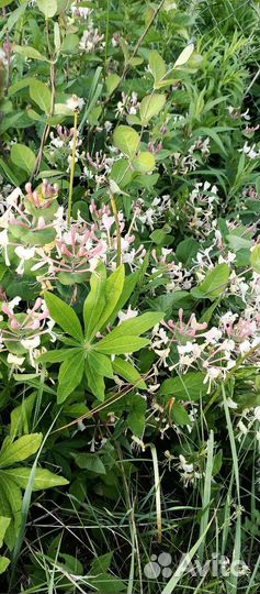 Жимолость каприфоль