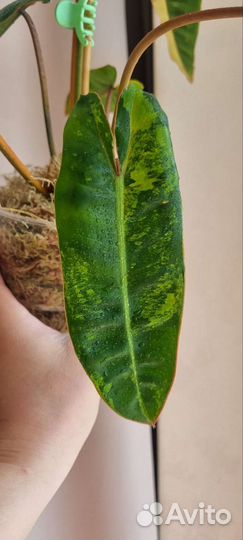 Филодендрон биллитау вариегатный