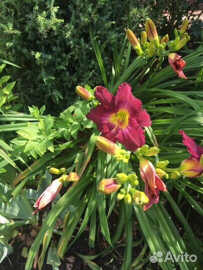 Садовые цветы