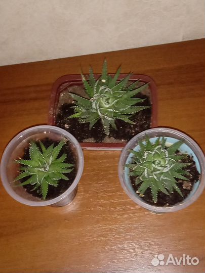 Суккуленты. Хавортия полосатая