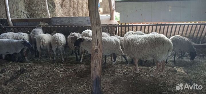 Овцы бараны ягнята