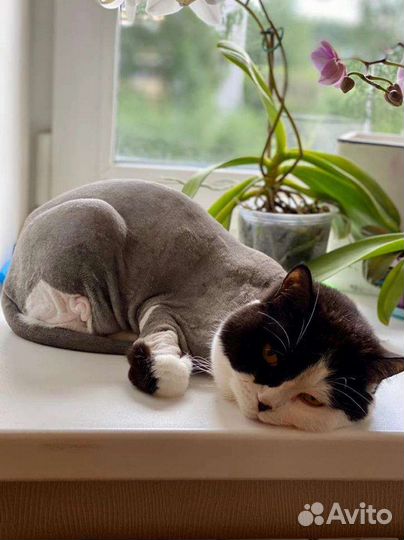 Стрижка кошек
