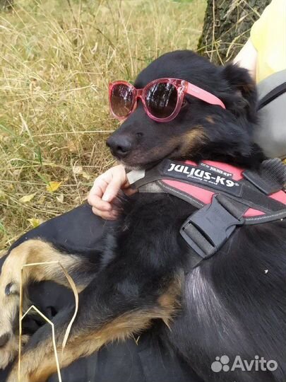 Добрый Микки из приюта ищет дом