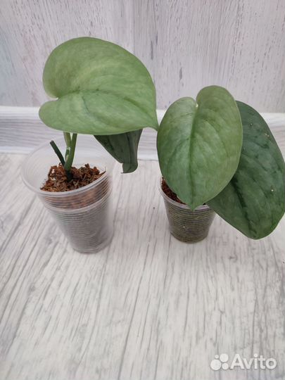 Сциндапсус Хиро, Платинум, Moonlight-мунлайт