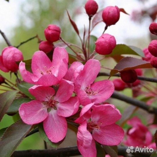 Яблоня Рудольф