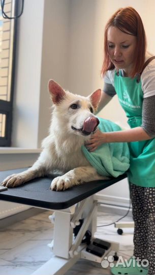 Груминг собак