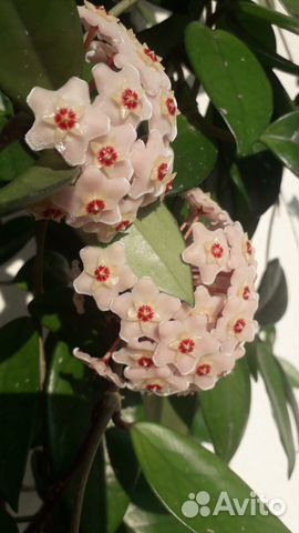 Растения, Хойя