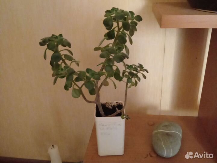 Аихризон дерево любви