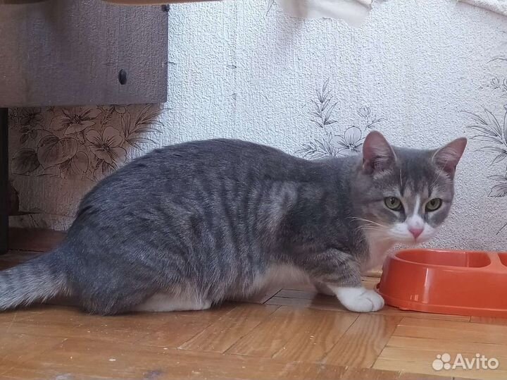 Кошка Маша ищет дом