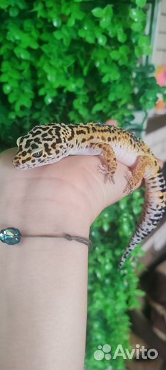 Ящерица эублефар