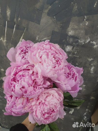 Букет из пионов