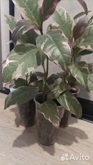 Псевдоэрантемума