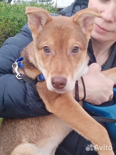 Пристраиваются щенки