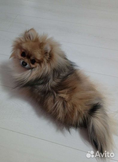 Девочки шпиц и чихуахуа