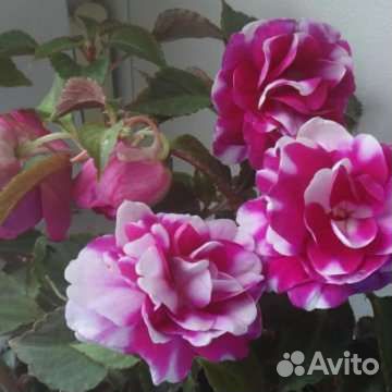 Бальзамины махровые вегетативные