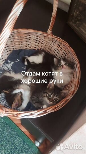 Отдам котят в хорошие руки