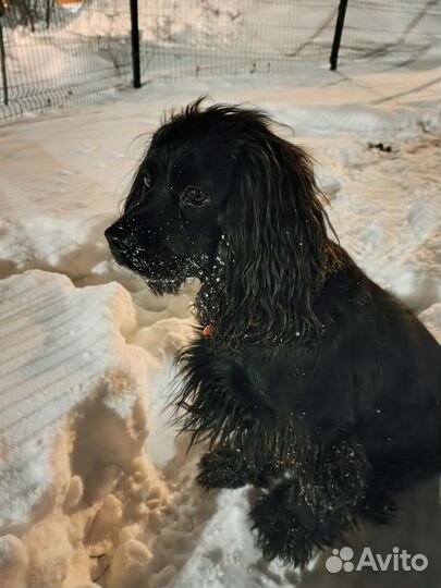 Русский Кокер спаниель на вязку